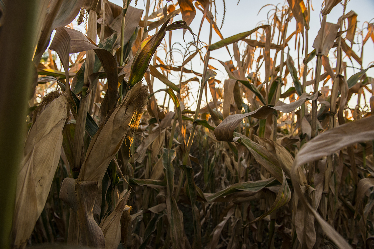 These attempts at sustainability though can come at a cost. Smaller farms can&#039;t be as efficient as large-scale operations driving up the costs of their product.